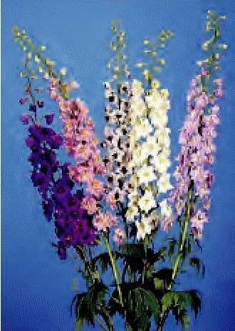 DELPHINIUM GIG.PACIFIC MISCUGLIO NR.50 SEMI - Foto 2